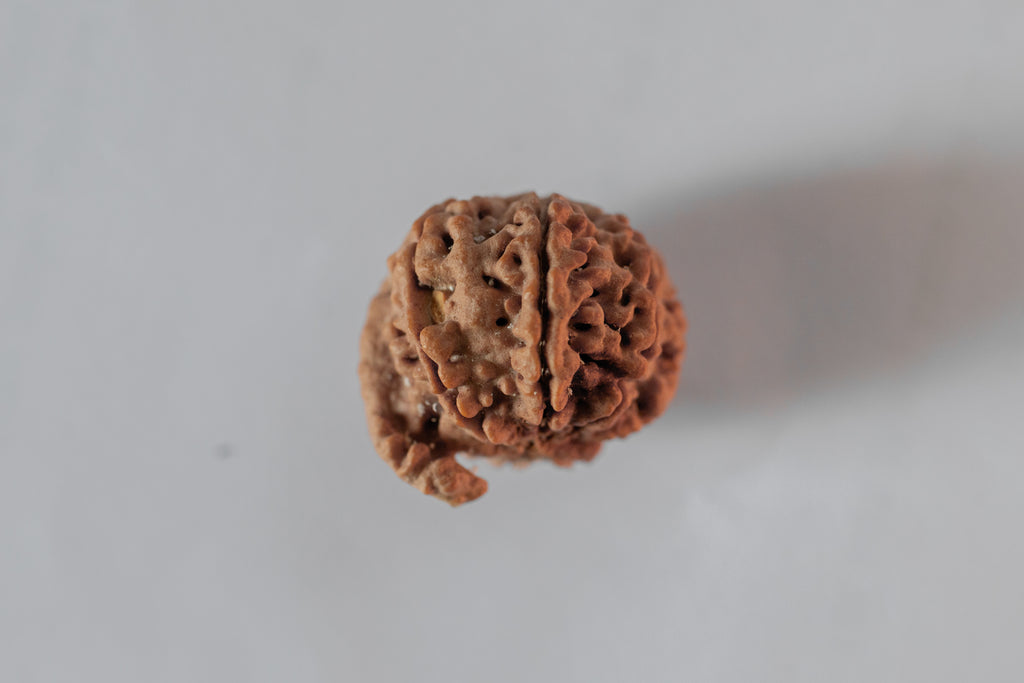Ganesha Rudraksha