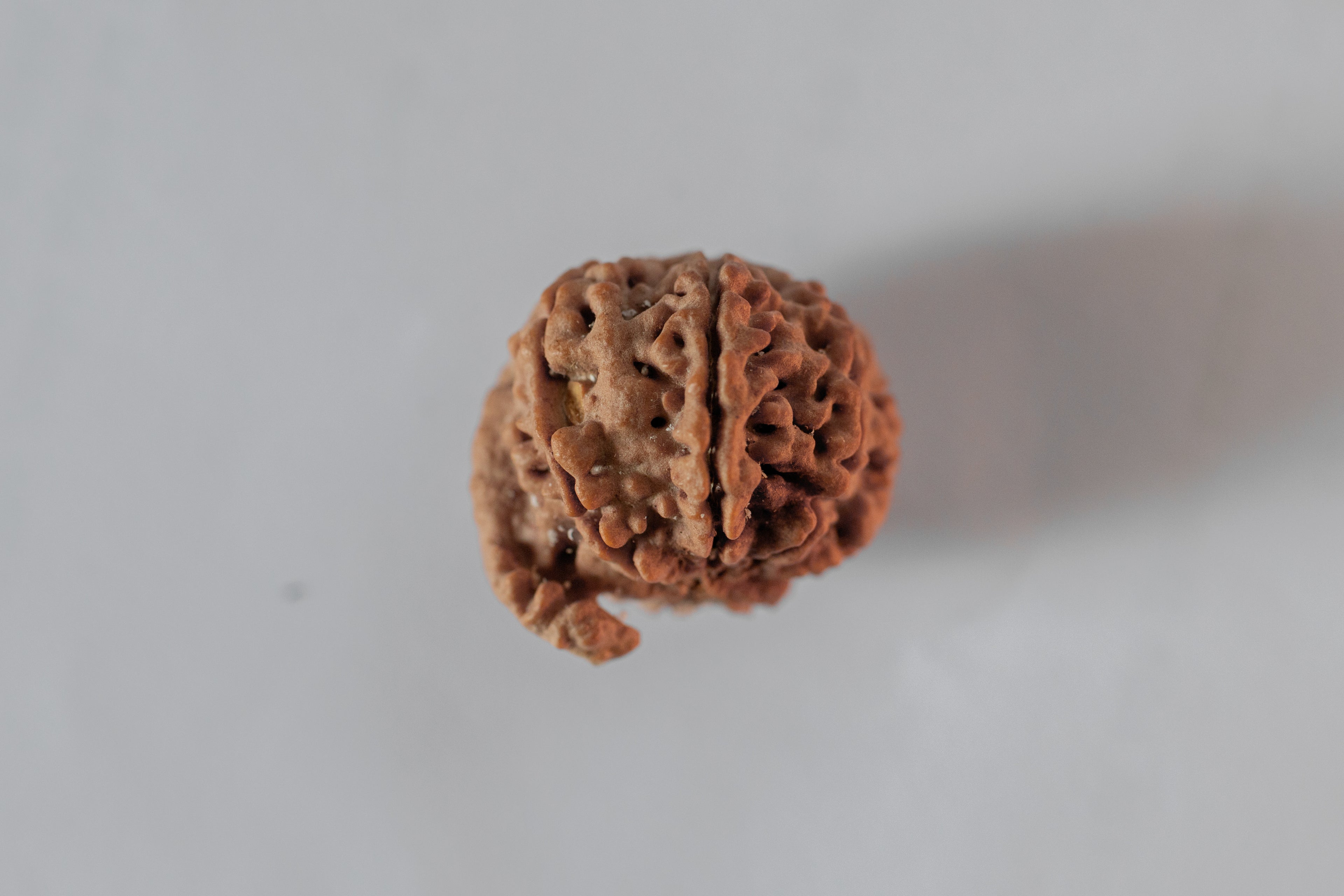 Ganesha Rudraksha