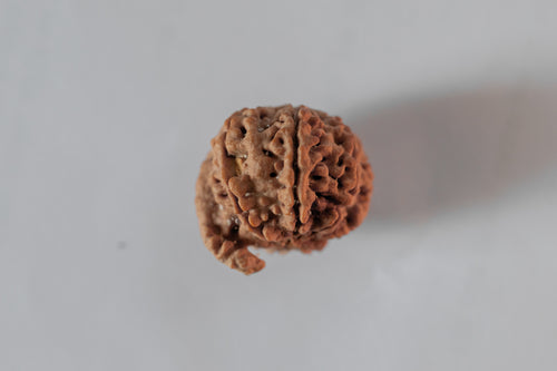 Ganesha Rudraksha