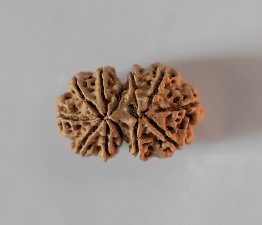 Gauri Shankar Rudrasha