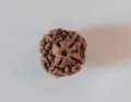 4 Mukhi Rudraksha