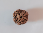 4 Mukhi Rudraksha