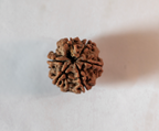 6 Mukhi Rudraksha