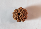9 Mukhi Rudraksha