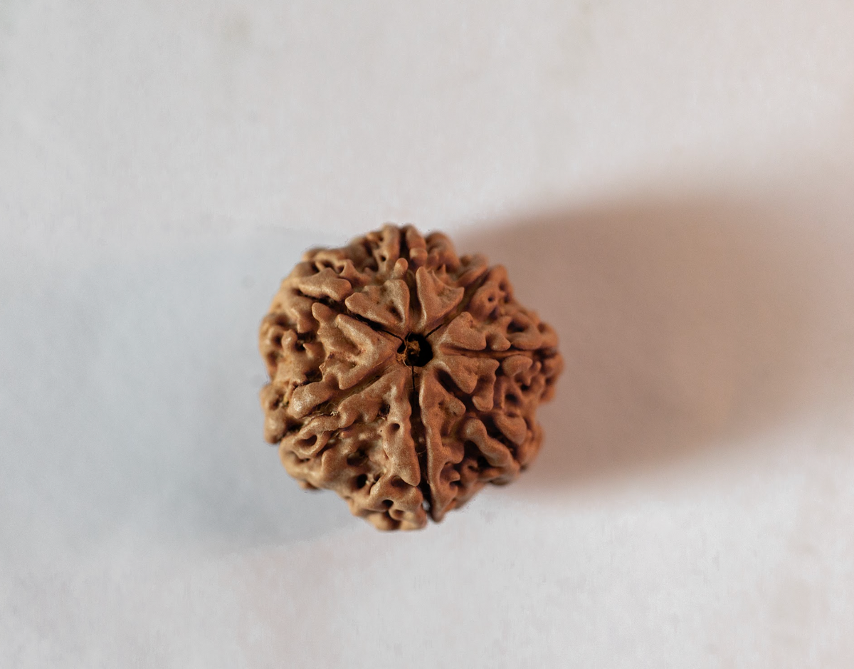 7 Mukhi Rudraksha
