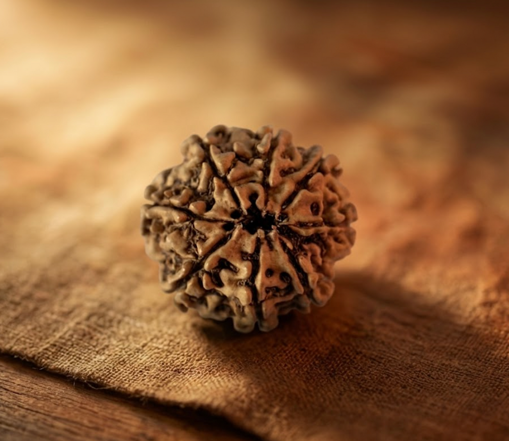 8 Mukhi Rudraksha