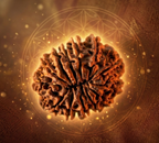 13 Mukhi Rudraksha