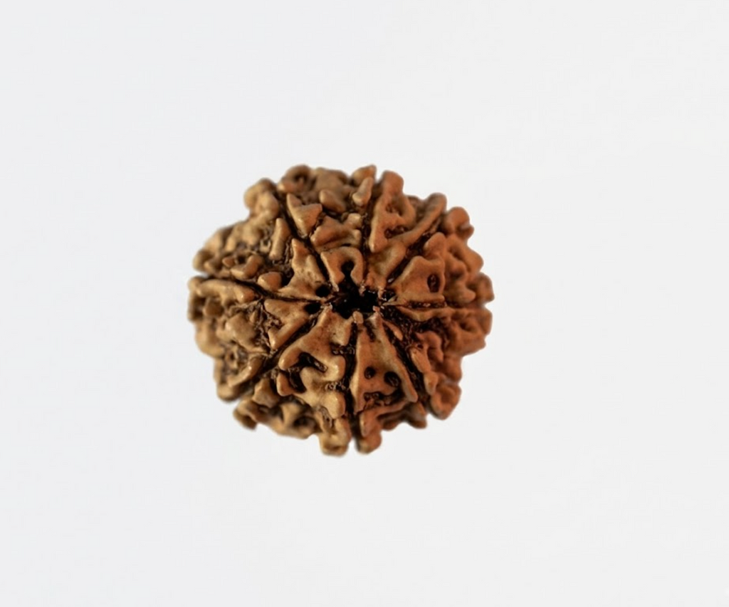 8 Mukhi Rudraksha