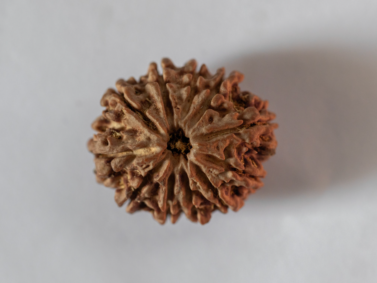 11 Mukhi Rudraksha