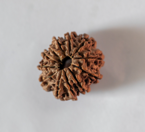 12 Mukhi Rudraksha