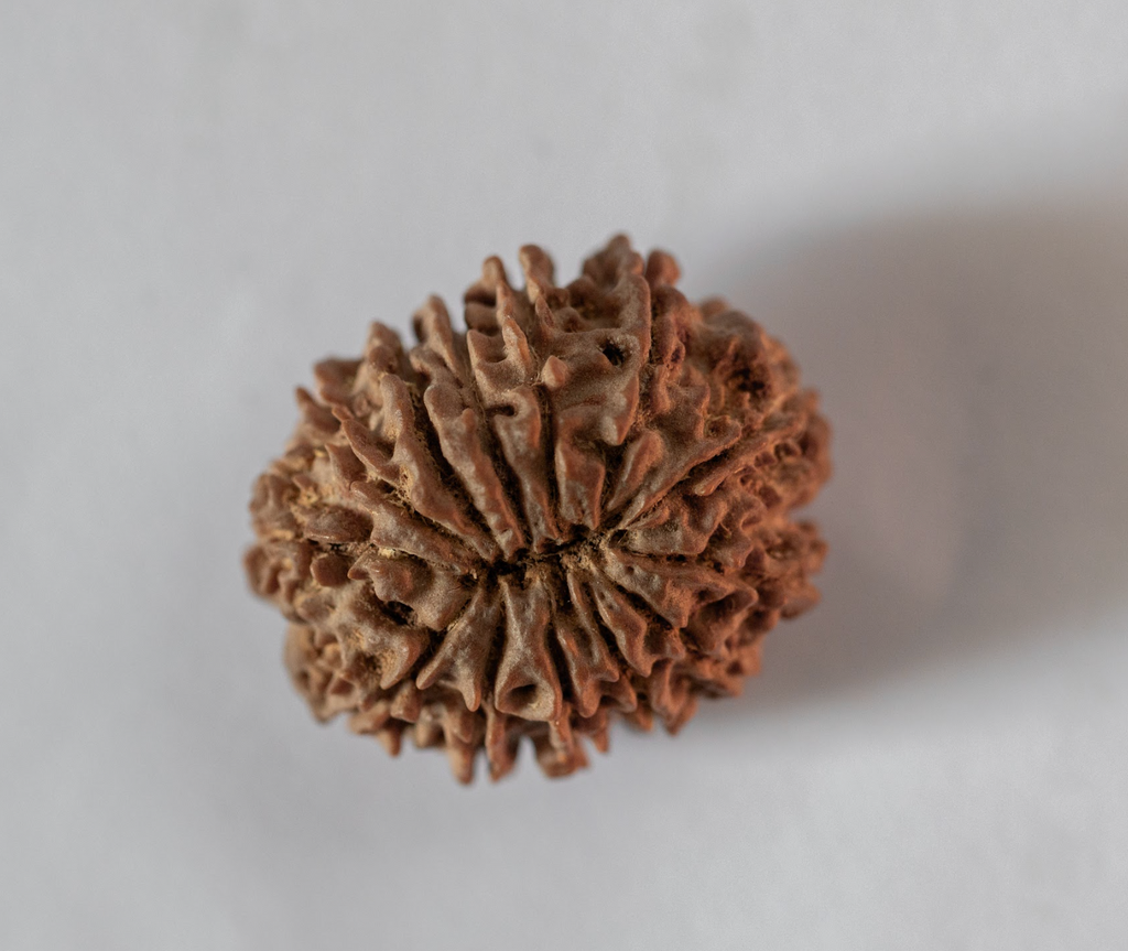 13 Mukhi Rudraksha