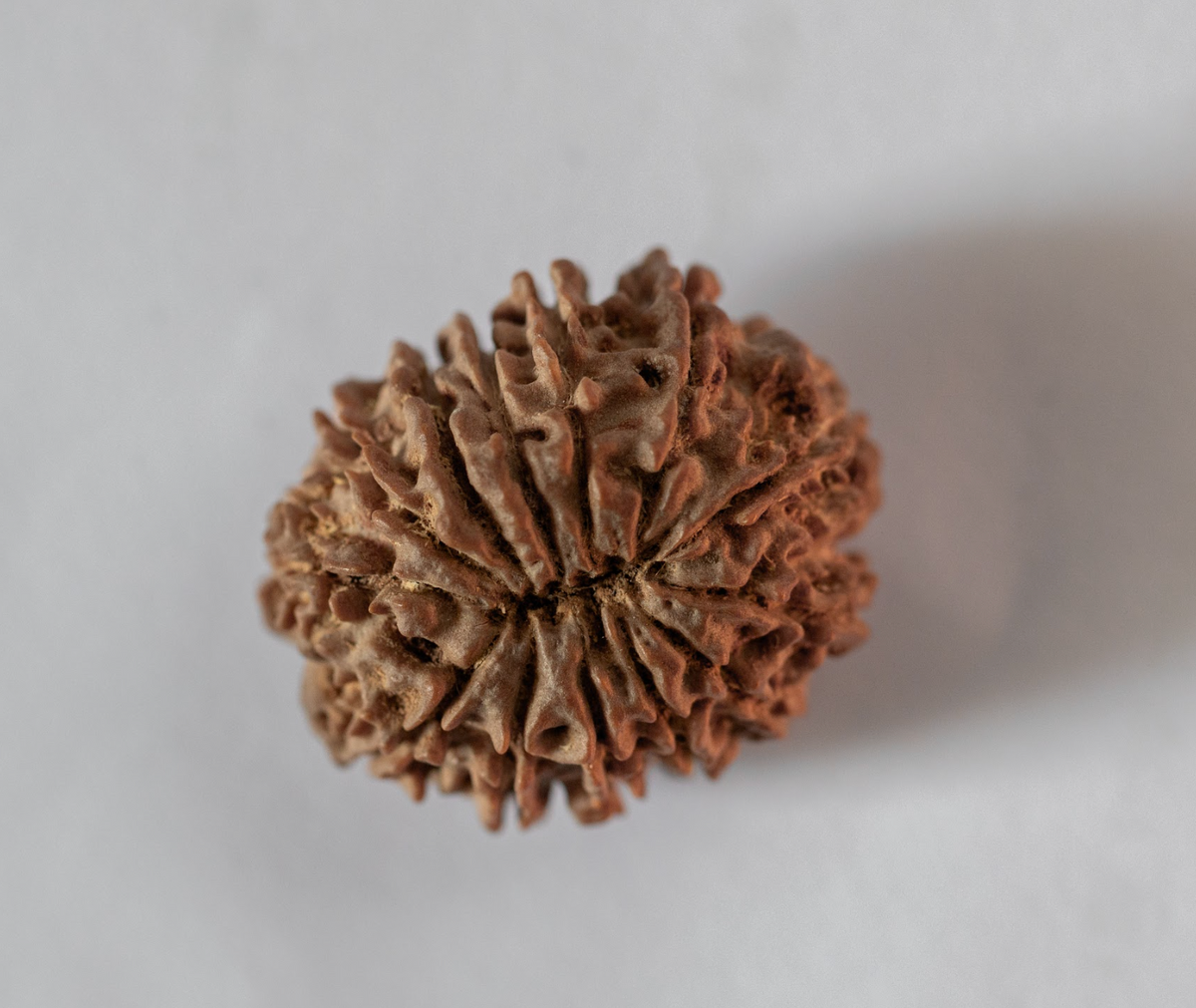 13 Mukhi Rudraksha