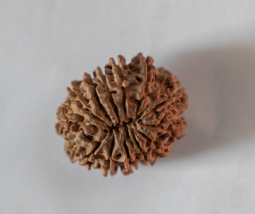 13 Mukhi Rudraksha
